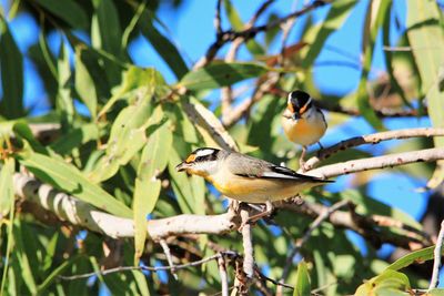 Close-up of bird perching on tree