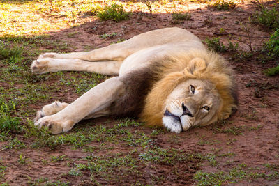 View of a sleeping cat