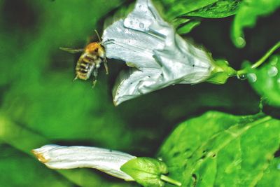 Close-up of bee on flower