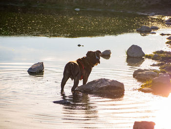 Dog standing in a lake