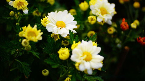 Close-up of white flowering plants