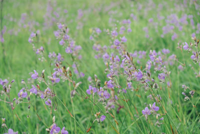 Close-up of pink flowering plants on field