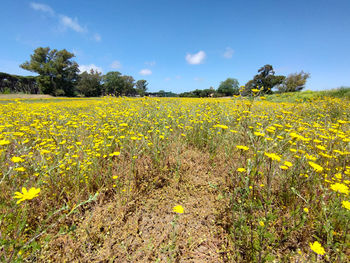 Scenic view of oilseed rape field against sky