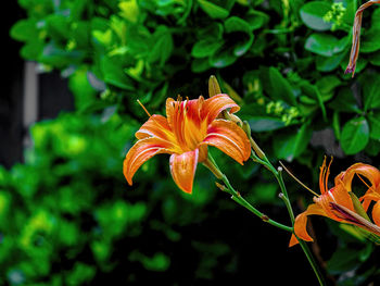 Close-up of orange day lily