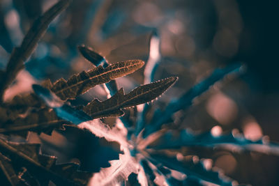 Close-up of illuminated lighting equipment on tree at night