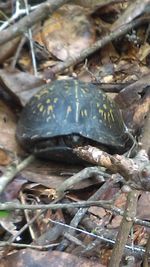 Close-up of turtle in water