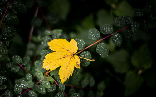 Close-up of leaves in water