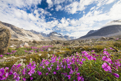Purple alpine flowers and dramatic mountain landscape, akshayak pass.
