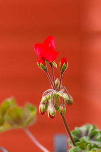 Close-up of red flower blooming outdoors