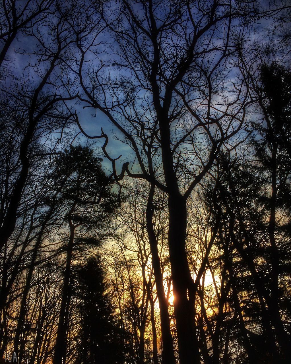 tree, bare tree, silhouette, low angle view, branch, tranquility, nature, sky, beauty in nature, tree trunk, scenics, tranquil scene, growth, forest, outdoors, no people, woodland, idyllic, sunset, dusk