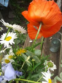 Close-up of orange flowers