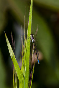 Close-up of insect on a plant