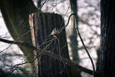 Carolina chickadee perching on branch