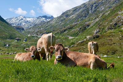 Cows posing in front of the gotthard pass in the swiss alps, switzerland