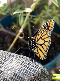 Butterfly pollinating flower