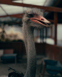 Close-up of a bird