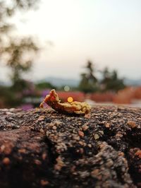 Close-up of orange fruit on tree against sky