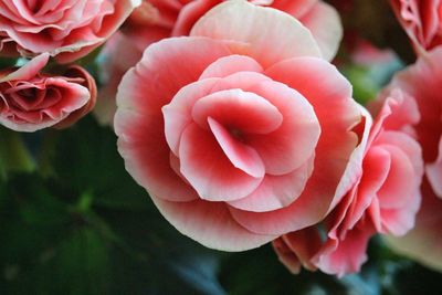 Close-up of pink rose