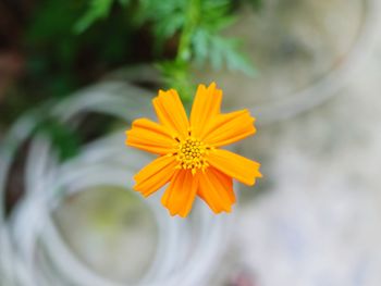 Close-up of yellow flower