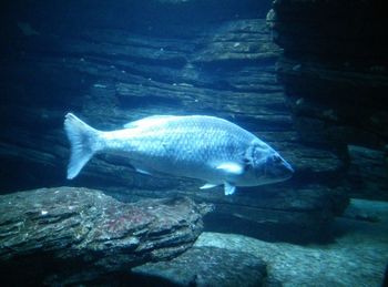 Close-up of fish swimming in aquarium