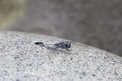 Close-up of fly on rock