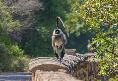 Monkey on tree branch