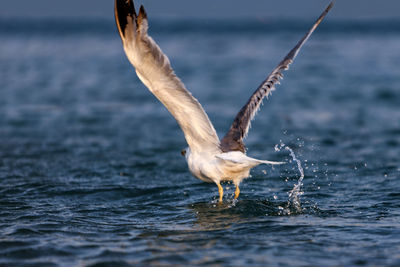 Seagull taking off from sea