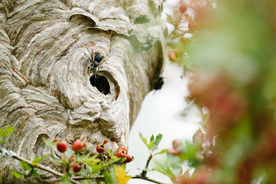 Close-up of dead plant in nest