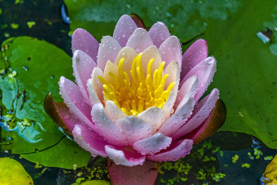 Close-up of lotus water lily in pond