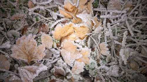 Full frame shot of snow on rock