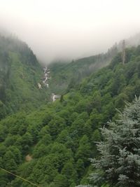 Scenic view of forest against sky