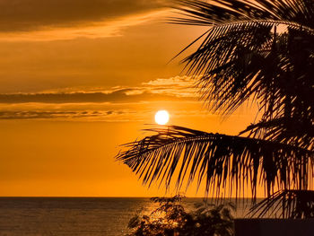 Silhouette palm tree by sea against sky during sunset
