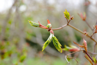 Close-up of flower bud growing outdoors