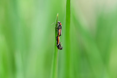 Close-up of insect on grass