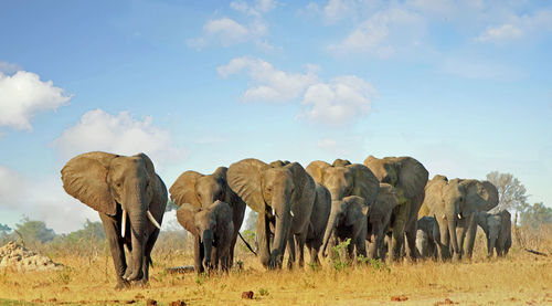 View of elephants walking on field against sky