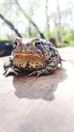 Close-up of frog on wood