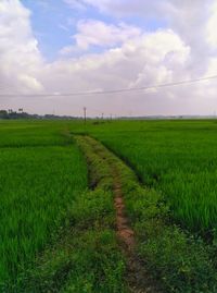 Scenic view of agricultural field against sky