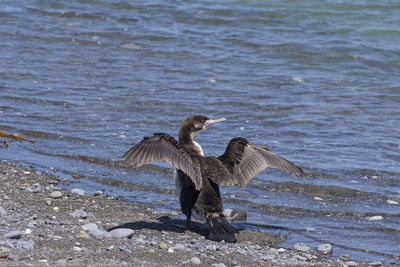 Close-up of pelican on sea shore