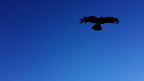 Low angle view of bird flying over blue sky
