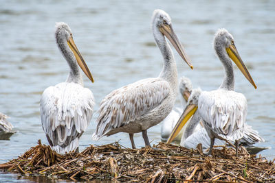 View of birds in lake
