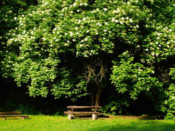 Trees in park