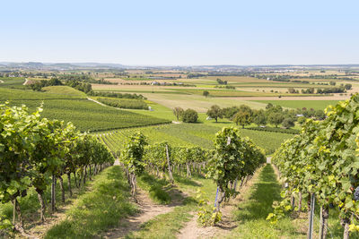 Scenic view of vineyard against sky