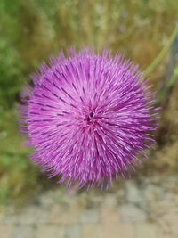 Close-up of pink flower