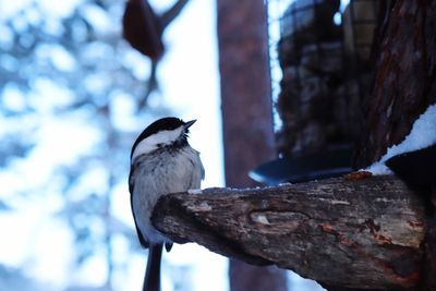 Close-up of bird perching on a tree