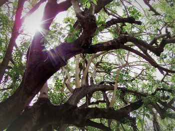 Low angle view of trees against sky