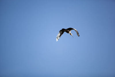Low angle view of seagull flying in sky