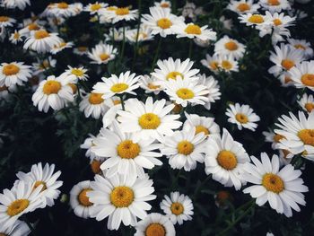 Close-up of white daisies