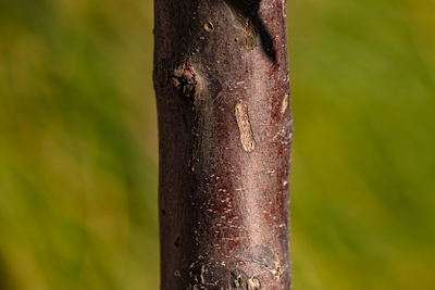 Close-up of bamboo on tree trunk