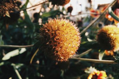 Close-up of plant