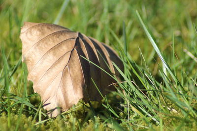 Close-up of dry leaf on field